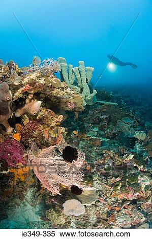 Stock Photography - Scuba diver at coral reef. Fotosearch