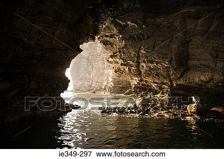 Seagull in cave View Large Photo Image Stock Photo - Seagull in cave. Fotosearch
