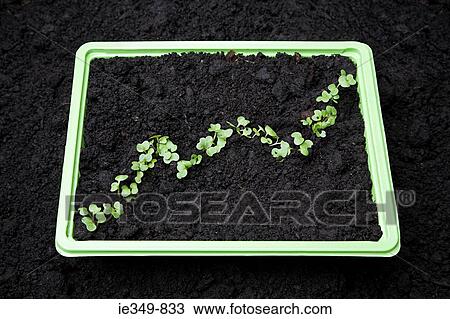 Seedling graph View Large Photo Image Stock Image - Seedling graph. Fotosearch