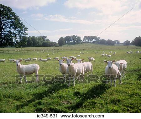 Sheep in a field View Large Photo Image Stock Image - Sheep in a field. Fotosearch