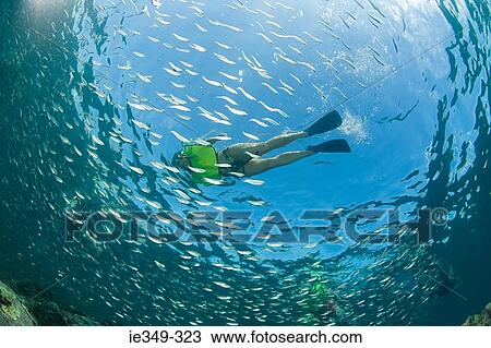Stock Image - Snorkeler and fish. Fotosearch