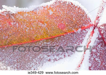 Snow covered leaf View Large Photo Image Stock Photo - Snow covered leaf. Fotosearch