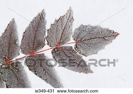 Snow covered leaves View Large Photo Image Stock Image - Snow covered leaves. Fotosearch