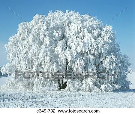 Snow covered tree View Large Photo Image Stock Image - Snow covered tree. Fotosearch