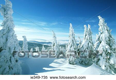Snow covered trees View Large Photo Image Stock Photography - Snow covered trees. Fotosearch