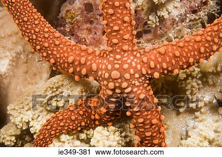 Starfish View Large Photo Image Stock Image - Starfish. Fotosearch