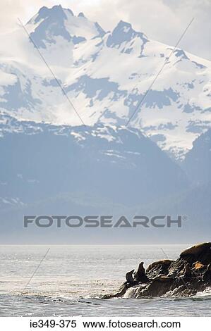 Stellar sea lion colony View Large Photo Image Stock Photography - Stellar sea lion colony. Fotosearch