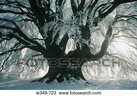 Stock Image - Sunlight and snow covered tree. Fotosearch