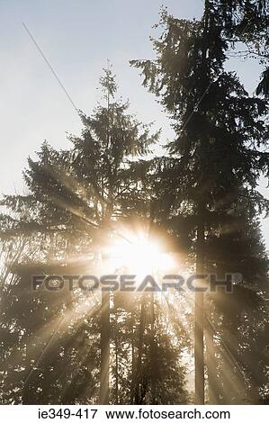 Sunlight through trees View Large Photo Image Stock Photo - Sunlight through trees. Fotosearch