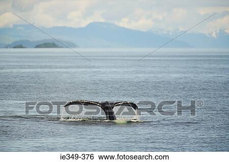 Tail of humpback whale View Large Photo Image Stock Photograph - Tail of humpback whale. Fotosearch