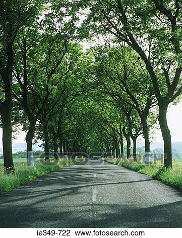 Tree and rural road View Large Photo Image Stock Image - Tree and rural road. Fotosearch