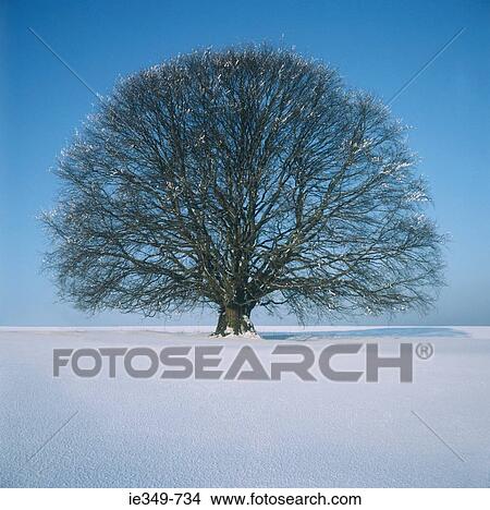Picture - Tree and snow covered ground. Fotosearch
