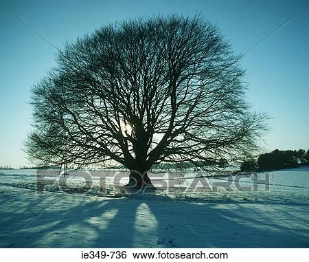 Tree and snow covered ground View Large Photo Image Stock Photograph - Tree and snow covered ground. Fotosearch