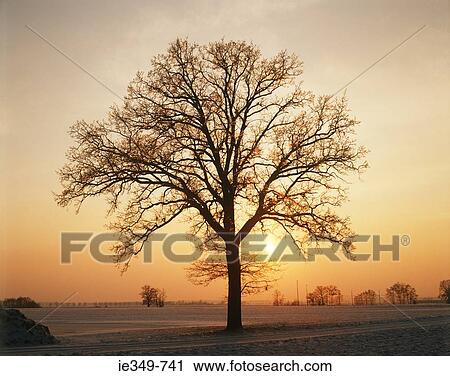 Tree at sunset View Large Photo Image Stock Image - Tree at sunset. Fotosearch
