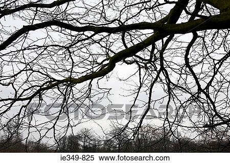 Tree branch View Large Photo Image Stock Photography - Tree branch. Fotosearch