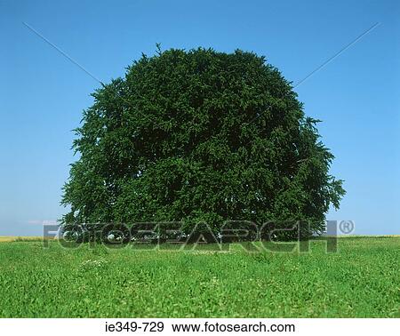 Stock Photo - Tree in a field. Fotosearch