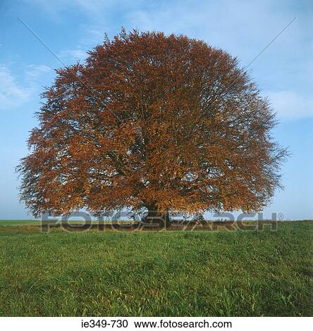 Stock Image - Tree in autumn. Fotosearch