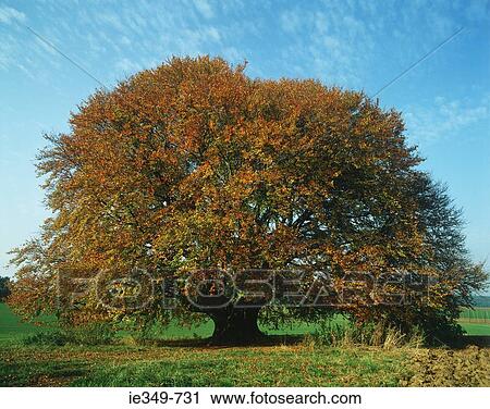 Stock Image - Tree in autumn. Fotosearch