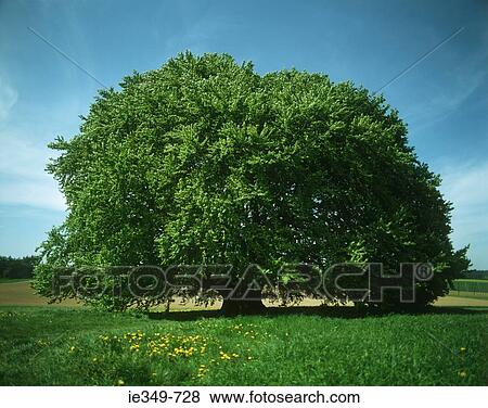 Stock Photo - Tree in field. Fotosearch