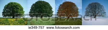 Stock Photo - Tree in four seasons. Fotosearch