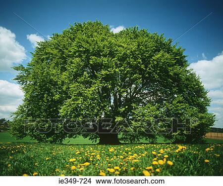 Picture - Tree in spring. Fotosearch
