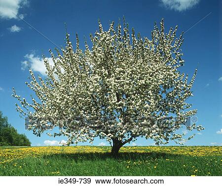 Stock Photo - Tree in spring time. Fotosearch