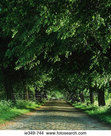 Trees and rural road View Large Photo Image Picture - Trees and rural road. Fotosearch