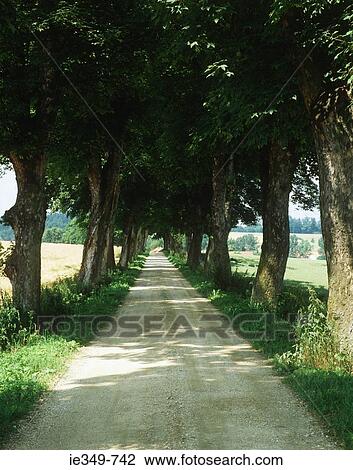 Trees and rural road View Large Photo Image Stock Image - Trees and rural road. Fotosearch