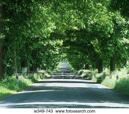 Trees and rural road View Large Photo Image Stock Image - Trees and rural road. Fotosearch