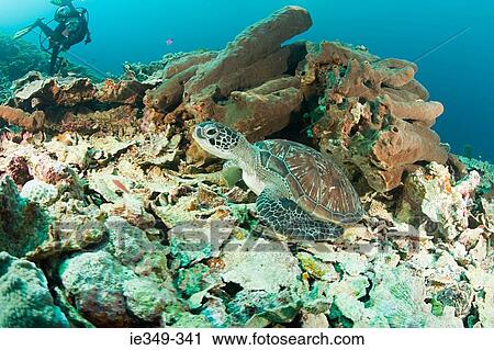 Turtle on coral reef View Large Photo Image Stock Image - Turtle on coral reef. Fotosearch