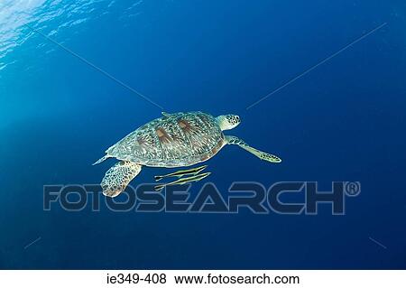 Turtle swimming with fish View Large Photo Image Stock Photo - Turtle swimming with fish. Fotosearch