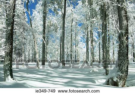 Winter in forest View Large Photo Image Stock Photo - Winter in forest. Fotosearch