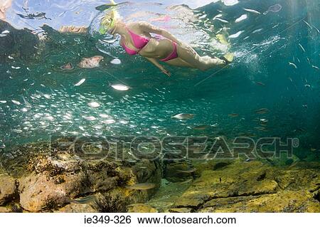 Woman snorkelling View Large Photo Image Stock Photograph - Woman snorkelling. Fotosearch