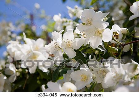 Blossom View Large Photo Image Stock Photography - Blossom. Fotosearch