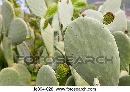 Cacti View Large Photo Image Stock Photo - Cacti. Fotosearch