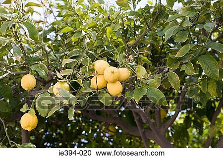 Stock Image - Lemon tree. Fotosearch