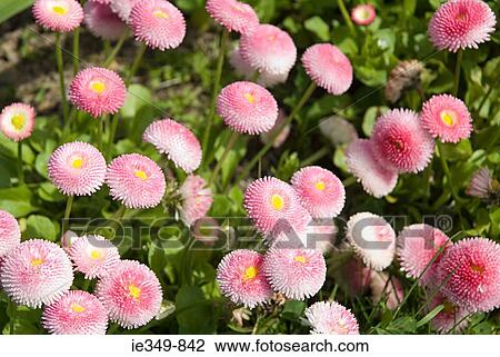 Stock Image - Pink flowers. Fotosearch
