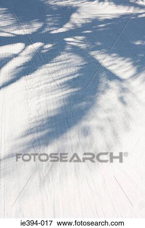 Shadow of palm leaves View Large Photo Image Stock Photo - Shadow of palm leaves. Fotosearch