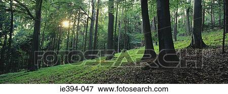 Sunlight in forest View Large Photo Image Stock Photo - Sunlight in forest. Fotosearch