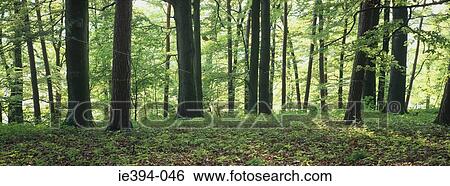 Trees in forest View Large Photo Image Stock Photograph - Trees in forest. Fotosearch