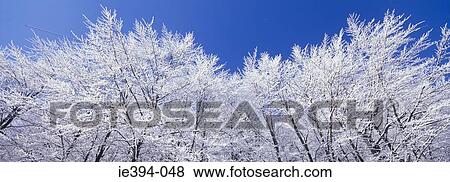 White trees View Large Photo Image Stock Photo - White trees. Fotosearch