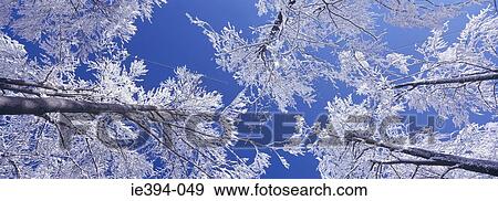 White trees View Large Photo Image Stock Photo - White trees. Fotosearch