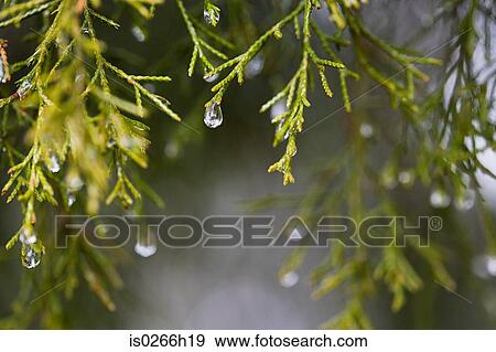 Stock Photo - Close up of a fir tree. Fotosearch