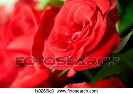 Close up of a rose View Large Photo Image Stock Image - Close up of a rose. Fotosearch