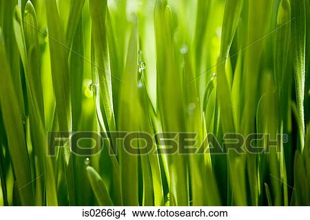 Picture - Close up of grass. Fotosearch