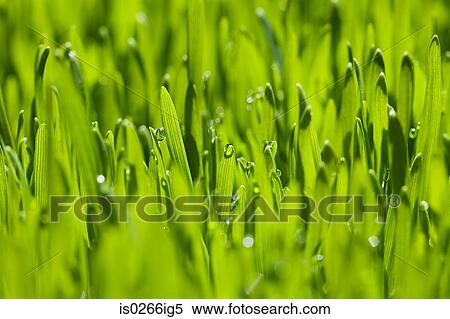 Close up of grass View Large Photo Image Stock Photography - Close up of grass. Fotosearch