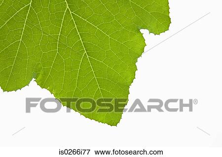 Stock Photo - Leaf. Fotosearch