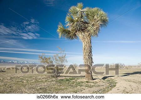 Stock Photo - Tree on the Californian salt flats. Fotosearch