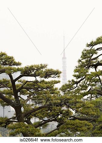 Trees and tokyo tower View Large Photo Image Stock Image - Trees and tokyo tower. Fotosearch