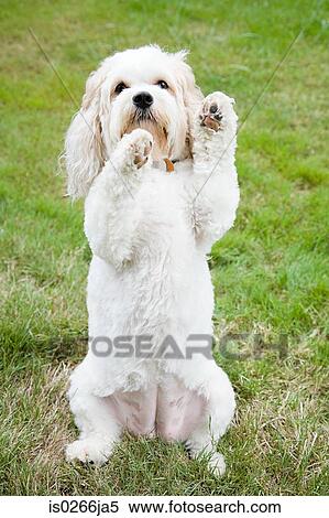 A dog begging View Large Photo Image Stock Photography - A dog begging. Fotosearch